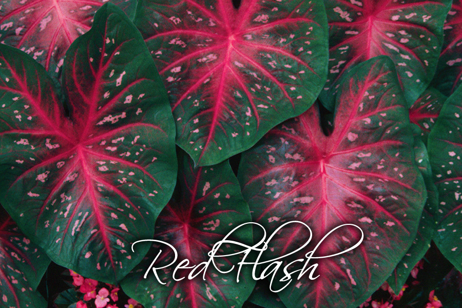 Red Flash Green Treasure